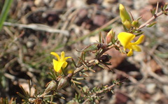 Aspalathus spinosa spinosa