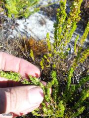 Cliffortia subsetacea