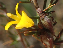 Aspalathus spinosa spinosa