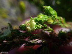 Cliffortia subsetacea