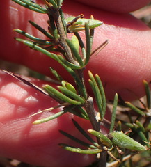 Aspalathus spinosa spinosa