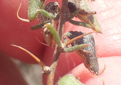 Aspalathus spinosa spinosa