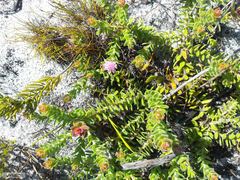 Diastella divaricata divaricata