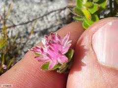 Diastella divaricata divaricata
