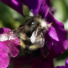 Bombus sitkensis