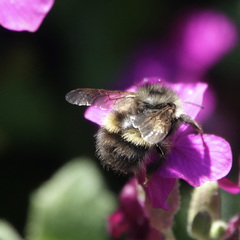 Bombus sitkensis