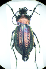 Carabus arvensis