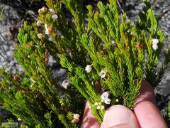 Erica capensis
