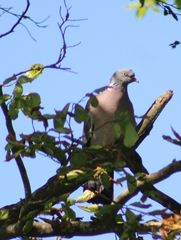 Columba palumbus