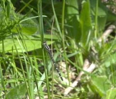 Enallagma cyathigerum