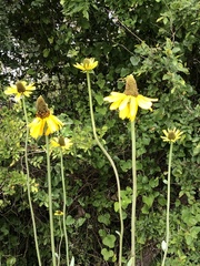 Rudbeckia maxima