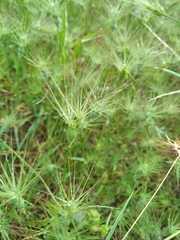 Aegilops biuncialis
