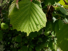Corylus avellana