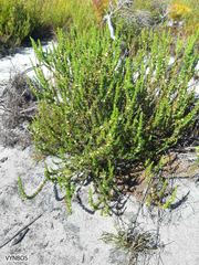 Cliffortia subsetacea