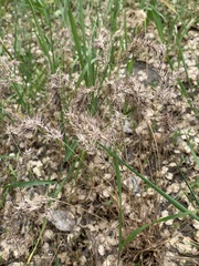 Poa bulbosa vivipara