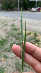 Elymus repens