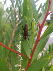 Aromia moschata ambrosiaca