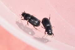 Calamosternus granarius