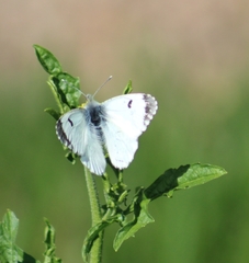 Anthocharis cardamines