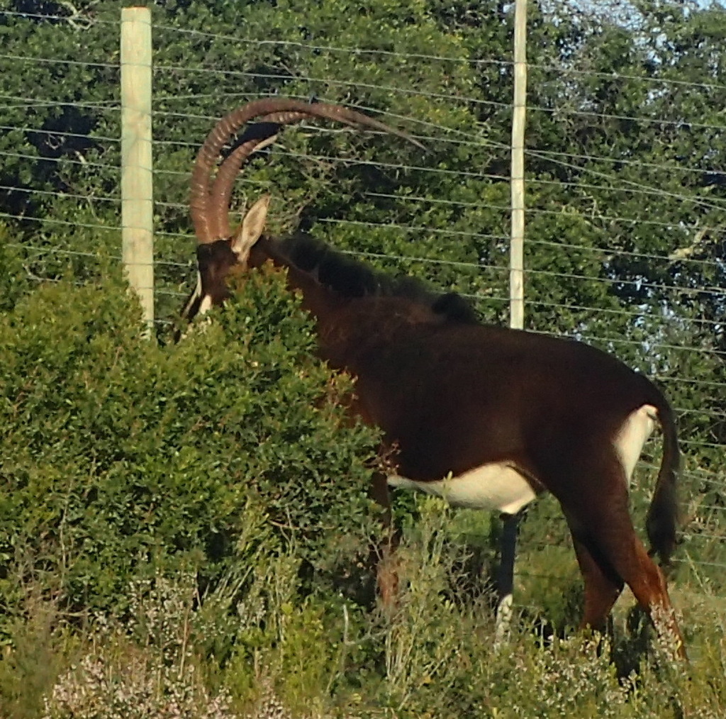Antílope sable (Hippotragus niger)