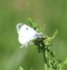 Anthocharis cardamines