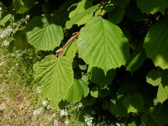 Corylus avellana