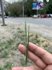 Elymus repens