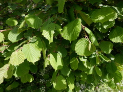 Corylus avellana