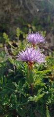Carthamus mitissimus