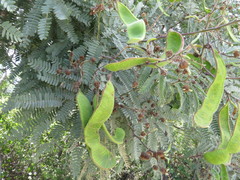 Senegalia subangulata