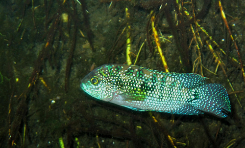 Jack Dempsey (Rocio octofasciata) — Cichlidae