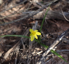 Pauridia trifurcillata