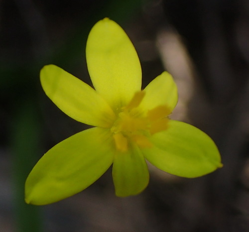 Fairy Star (Pauridia trifurcillata)