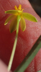 Pauridia trifurcillata