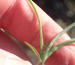 Pauridia trifurcillata