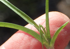 Pauridia trifurcillata