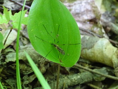 Prionolabis rufibasis