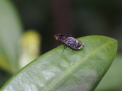 Phobeticomyia