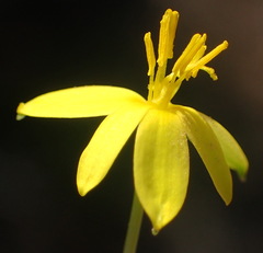 Pauridia trifurcillata