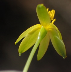 Pauridia trifurcillata