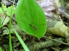 Prionolabis rufibasis