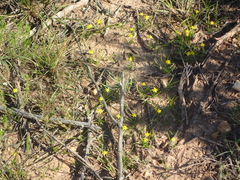 Pauridia trifurcillata