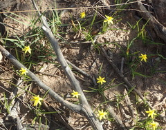 Pauridia trifurcillata