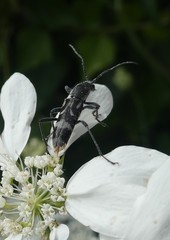 Chlorophorus figuratus