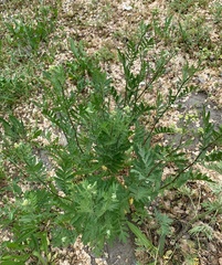 Tanacetum vulgare