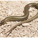 Western Three-toed Skink - Photo (c) J. Gállego, some rights reserved (CC BY-NC-SA)