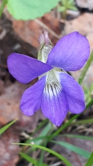 Viola pedatifida