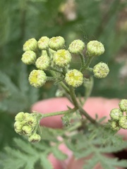 Tanacetum vulgare