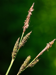 Carex elata