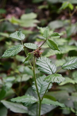 Rubus hirtus